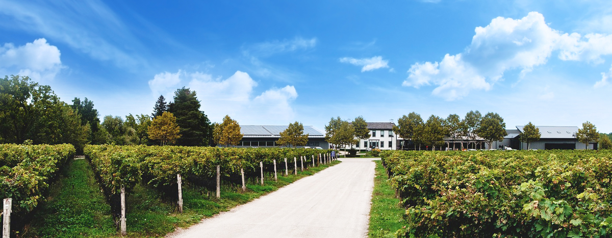 Ravine Vineyard Estate Winery: Ravine Vineyard Estate Winery | Niagara-on-the-Lake — Ravine Vineyard Estate Winery in niagara wine region